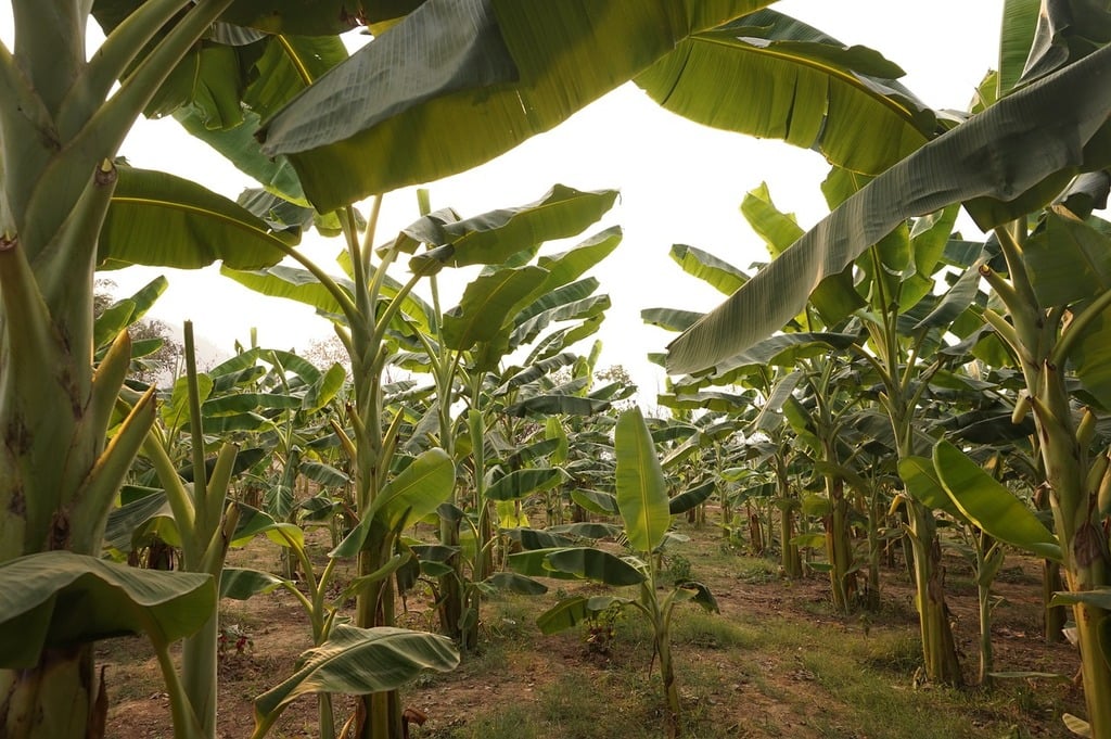 Modeling the resilience of the Banana industry in Ecuador